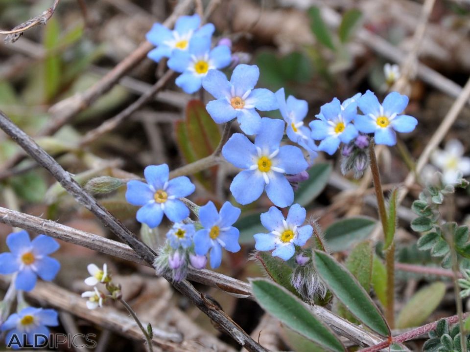 Spring Flowers