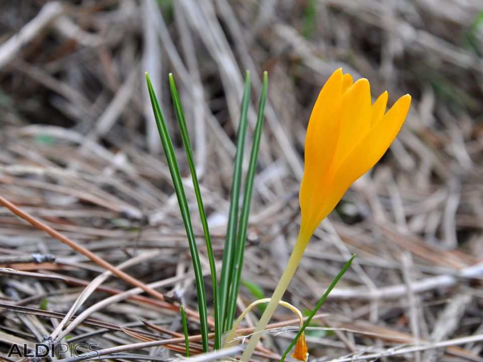 Crocus