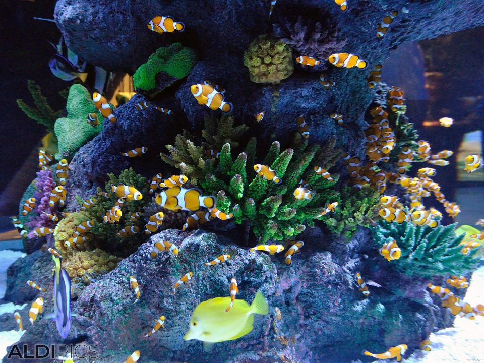 Aquarium Forum Istanbul