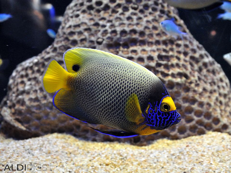 Aquarium Forum Istanbul