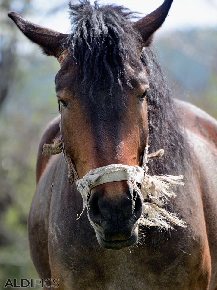 Horses in the meadow