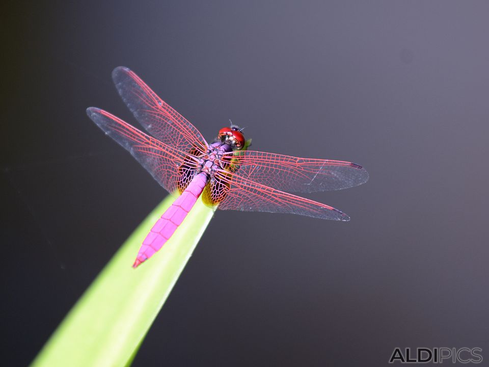 Dragonfly