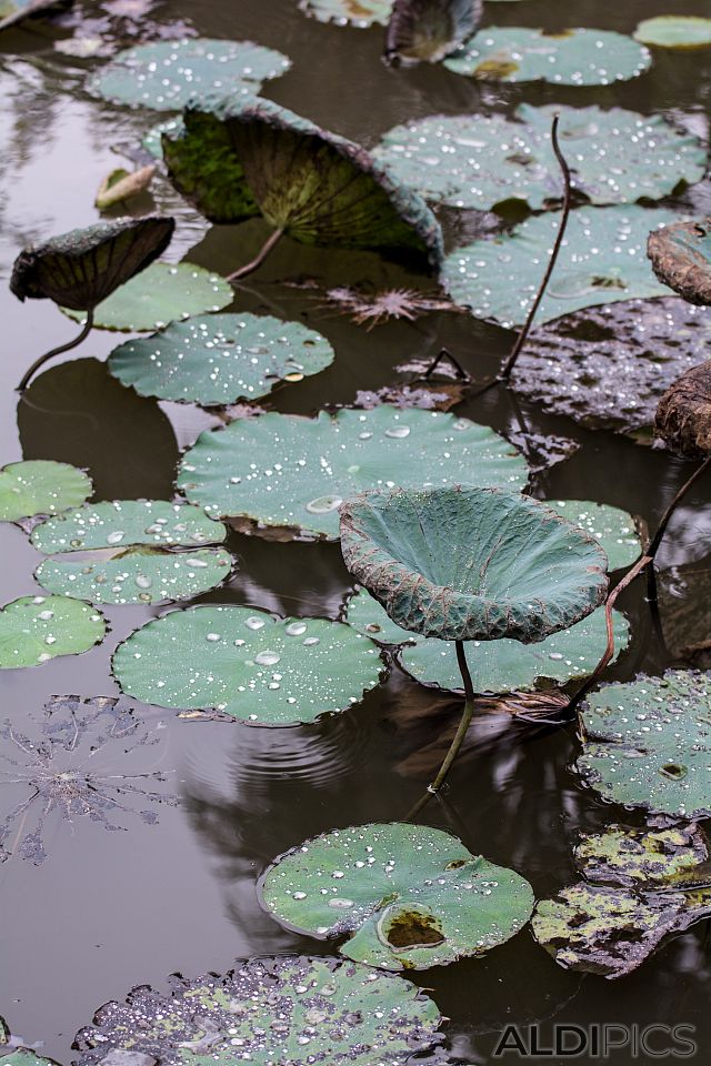 Park in Hanoi