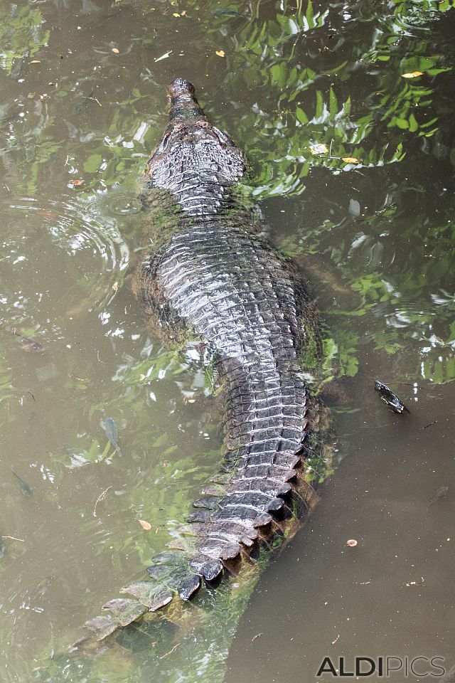 Zoo Singapore