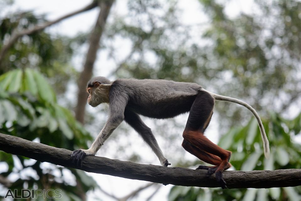 Zoo Singapore