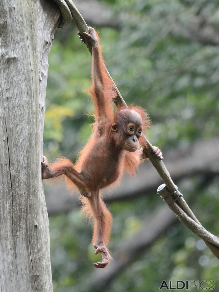 Zoo Singapore