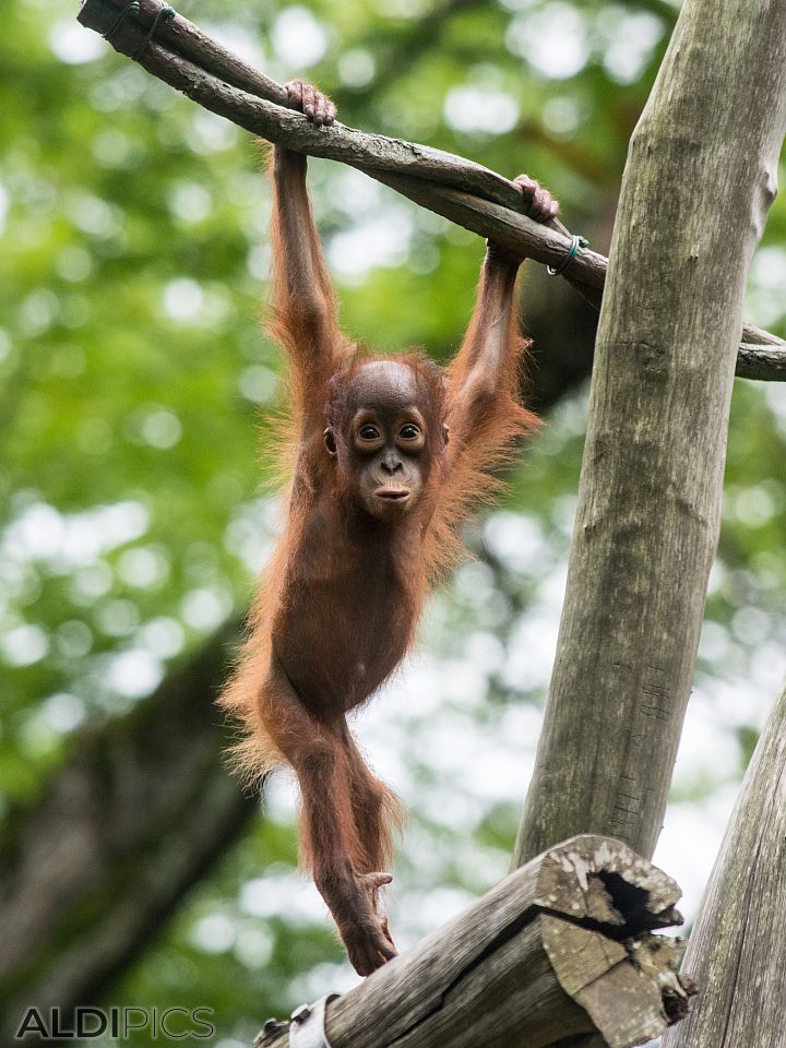 Zoo Singapore