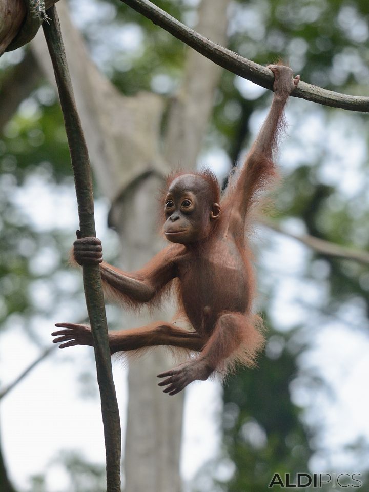 Zoo Singapore