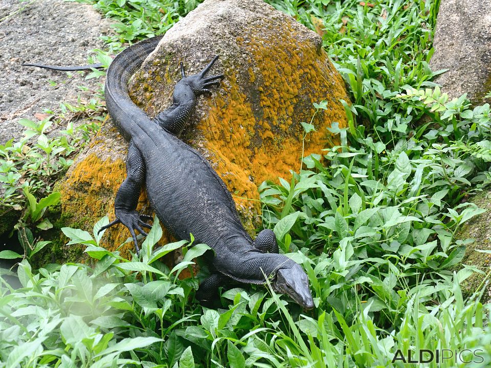 Zoo Singapore