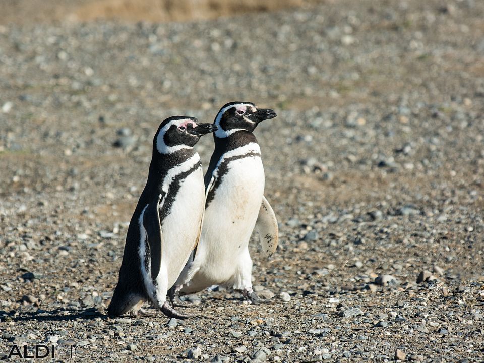 Penguins on Magdalena Island