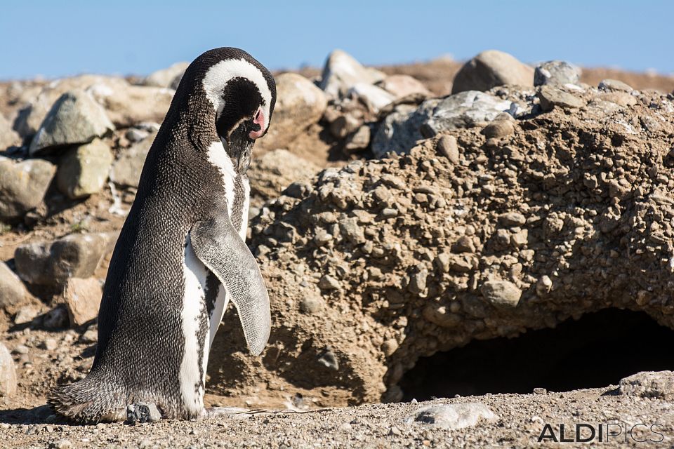 Penguins on Magdalena Island