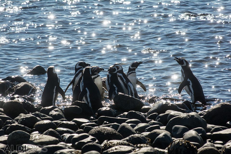 Penguins on Magdalena Island
