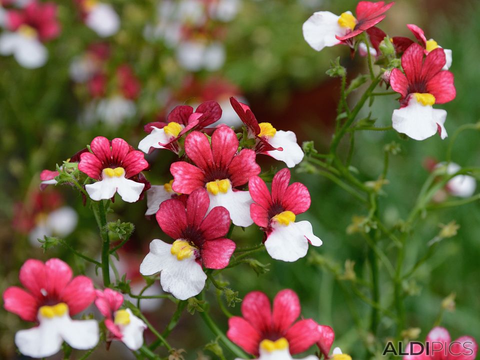 Flowers in Cefalu