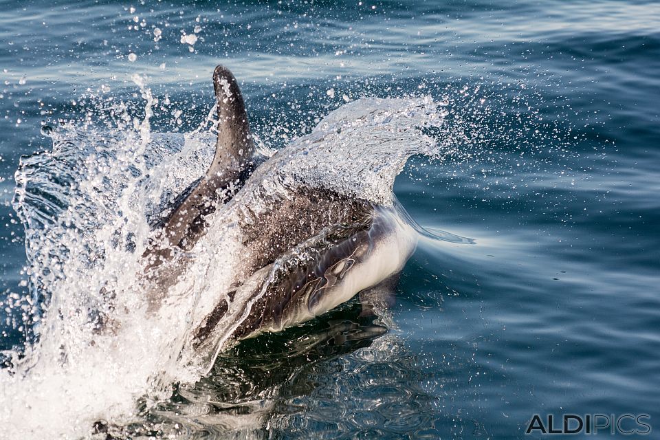 Dolphins near Magdalena island