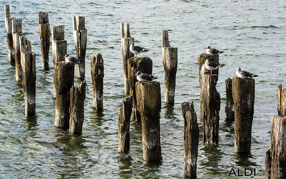 From the coast of Puerto Natales