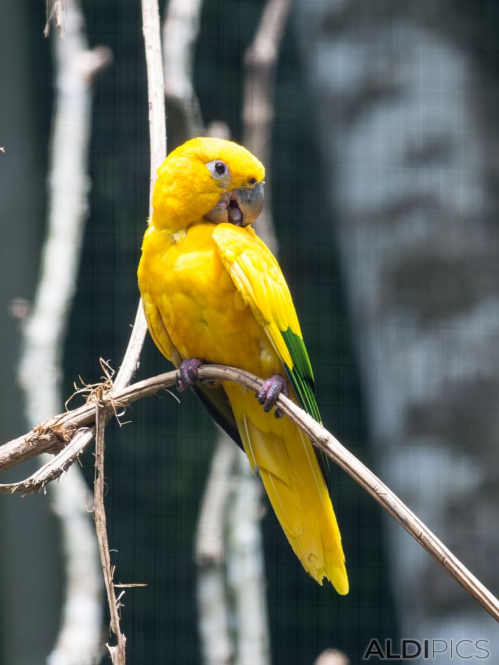 Parrots in the Park