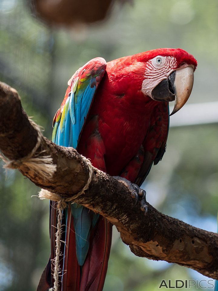 Parrots in the Park