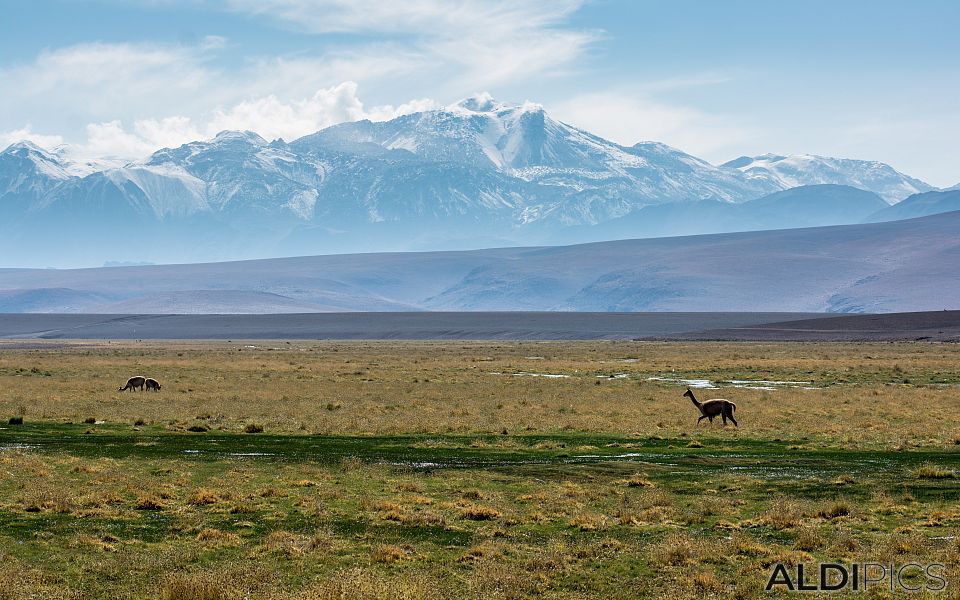 Landscapes from Atacama