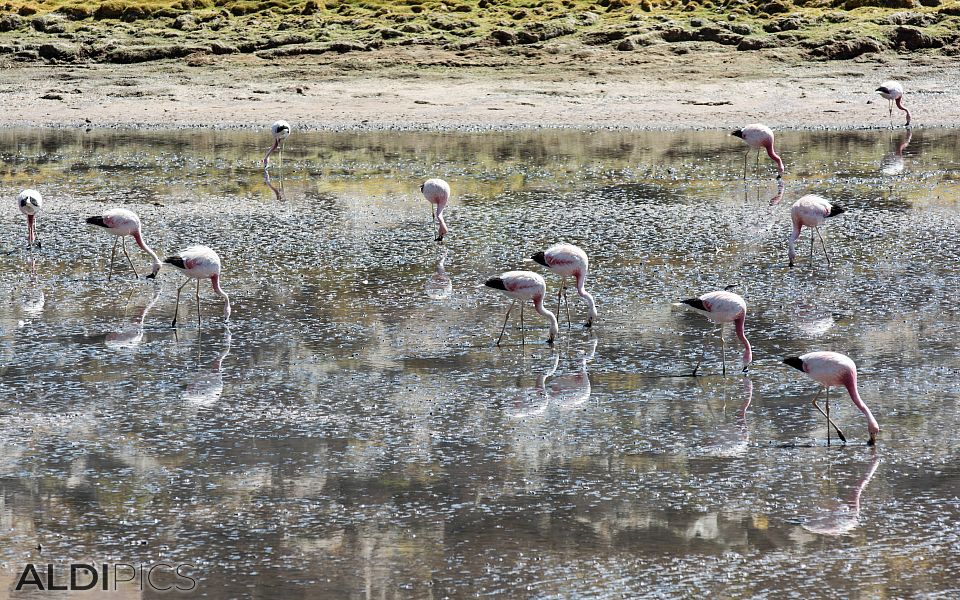 Pink flamingo in the Atacama