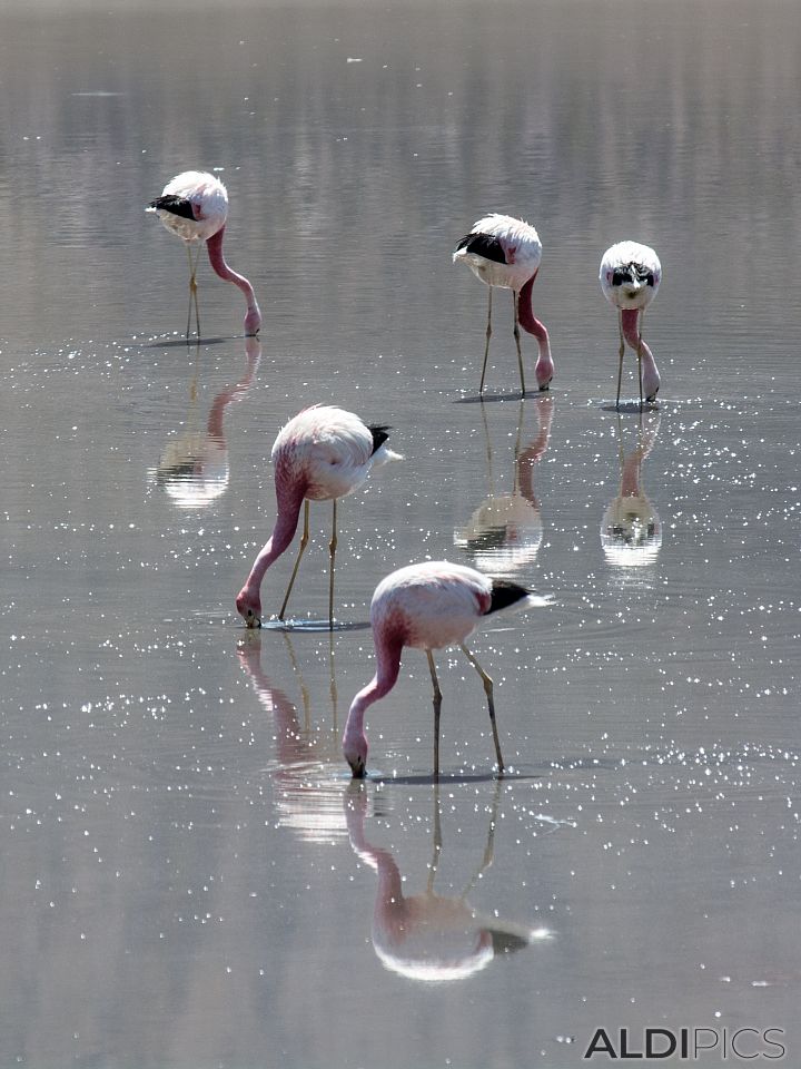 Розово фламинго в Атакама