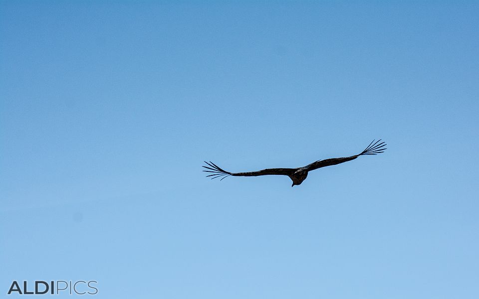 Condors of Colca