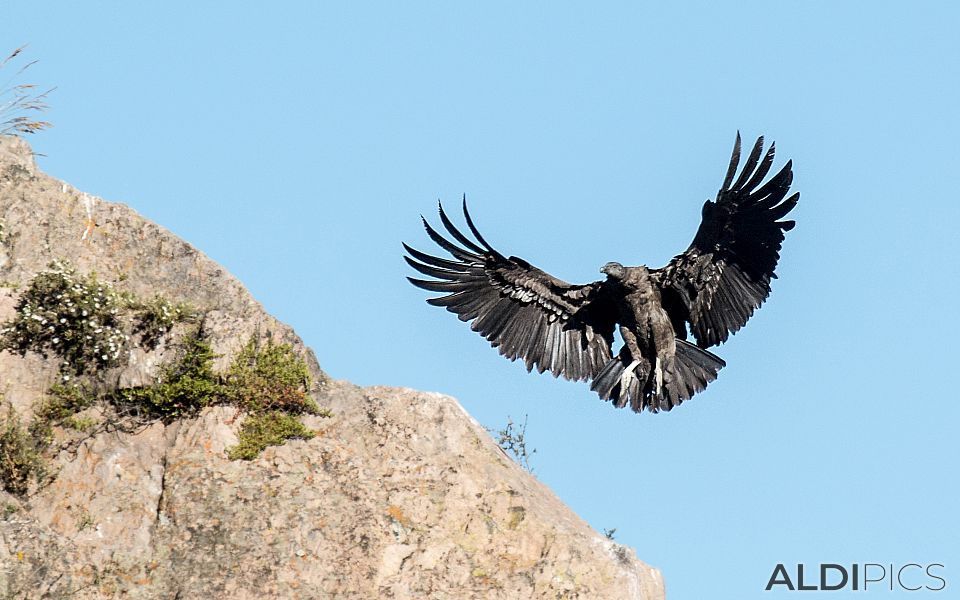Condors of Colca