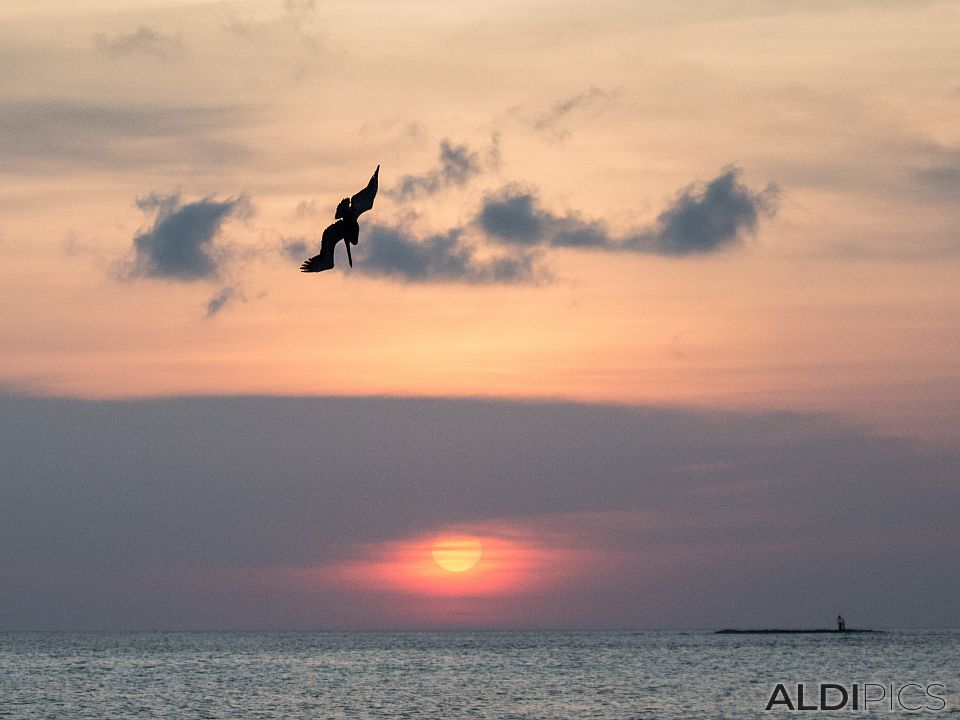 Coast of Aruba