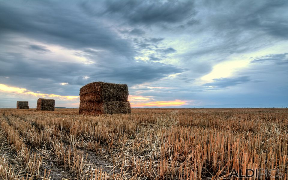 Bales of hay