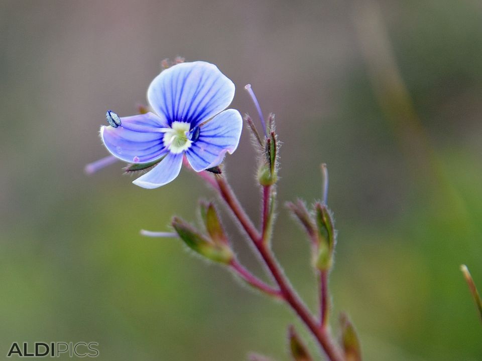 Mountain flowers