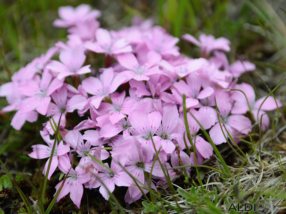 Mountain flowers