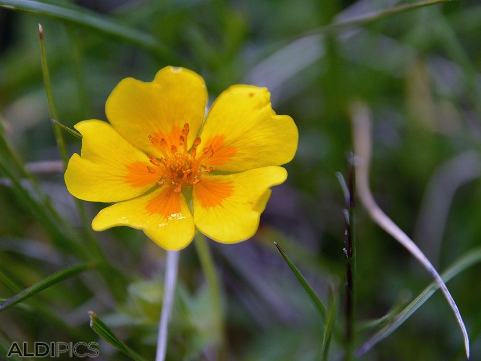 Mountain flowers