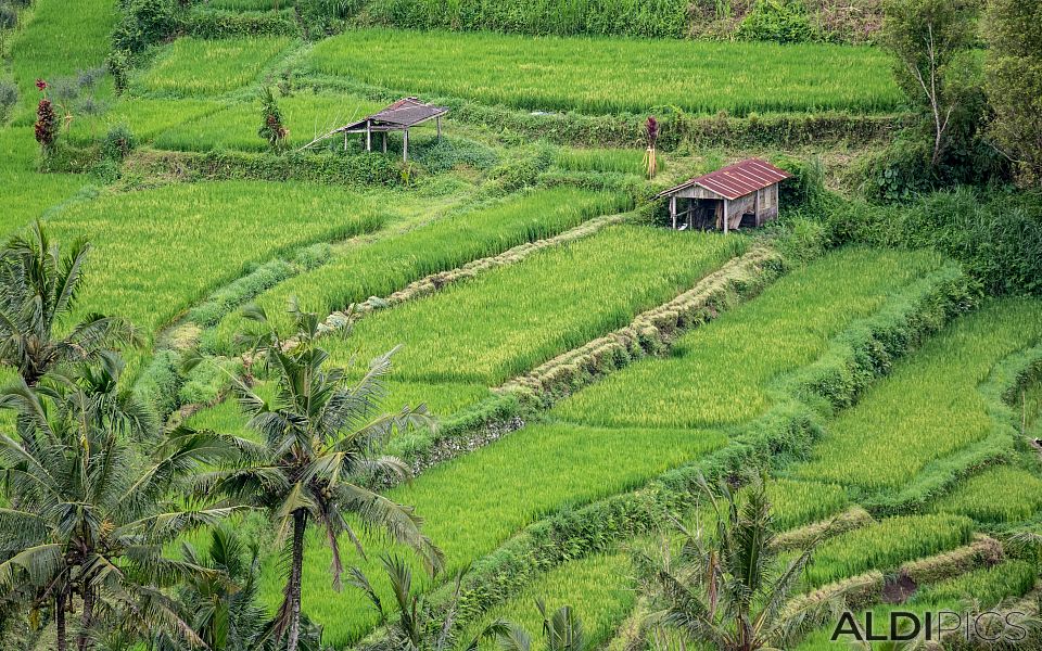 Rice fields