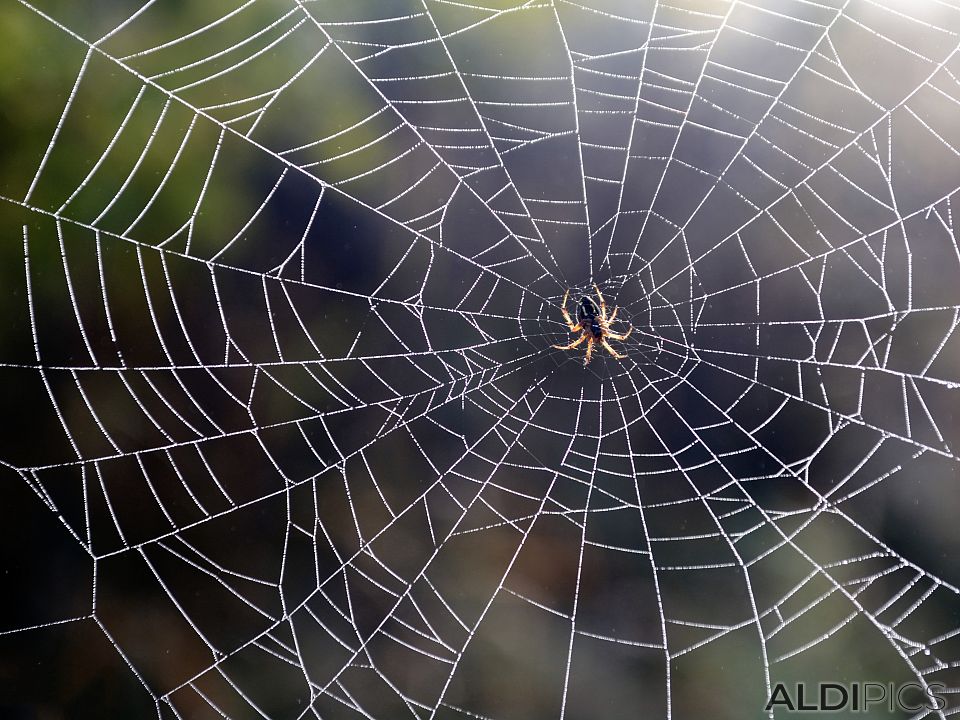 Spider with dew drops