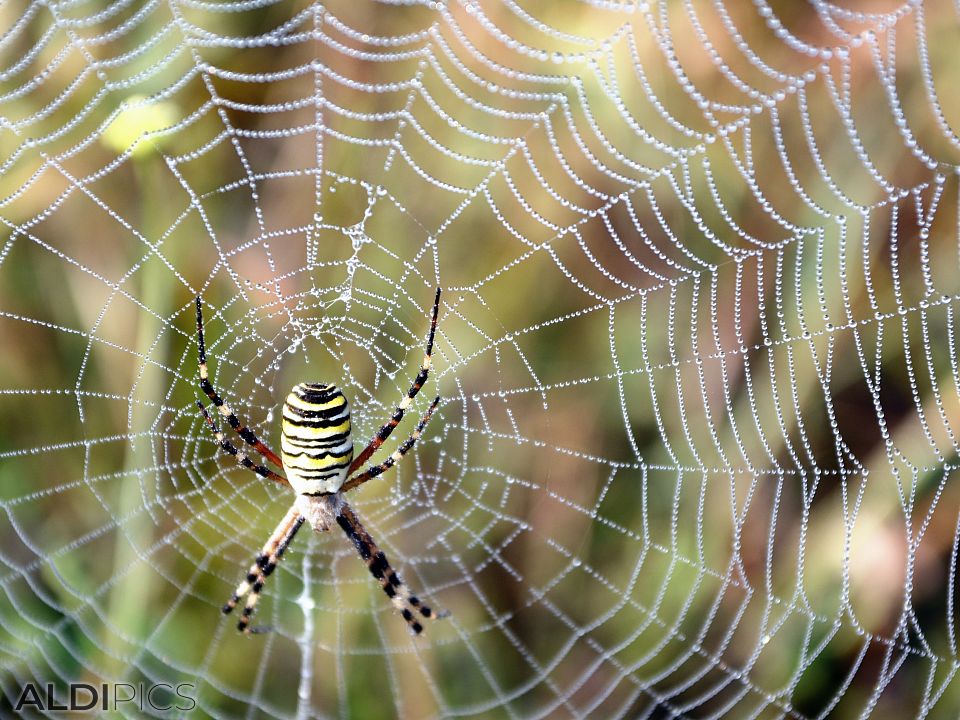 Spider with dew drops