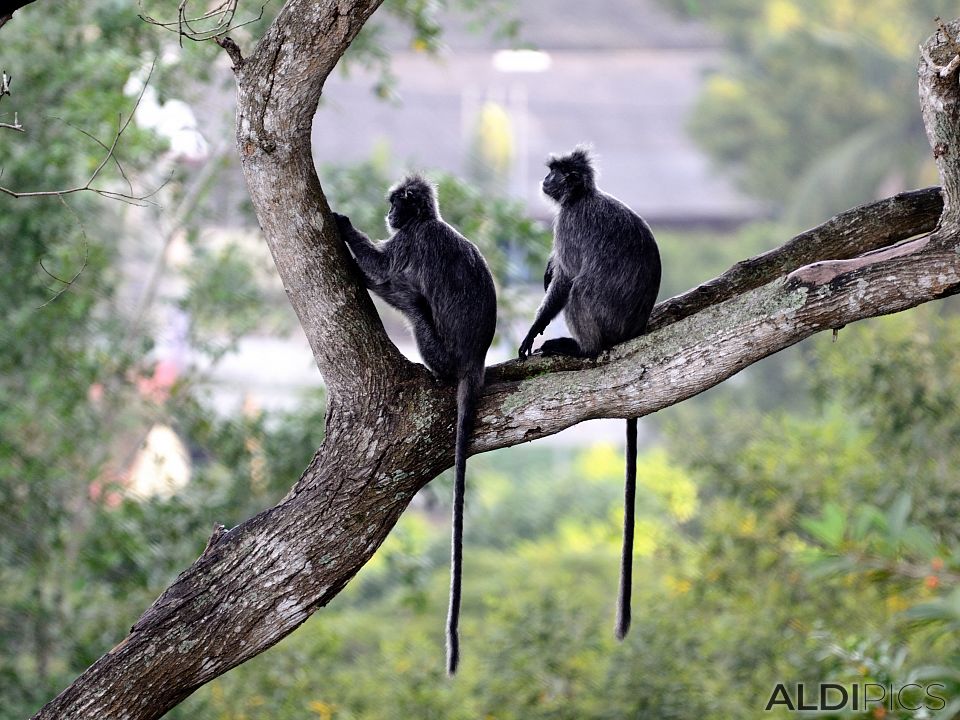 Monkeys in Kuala Selangor