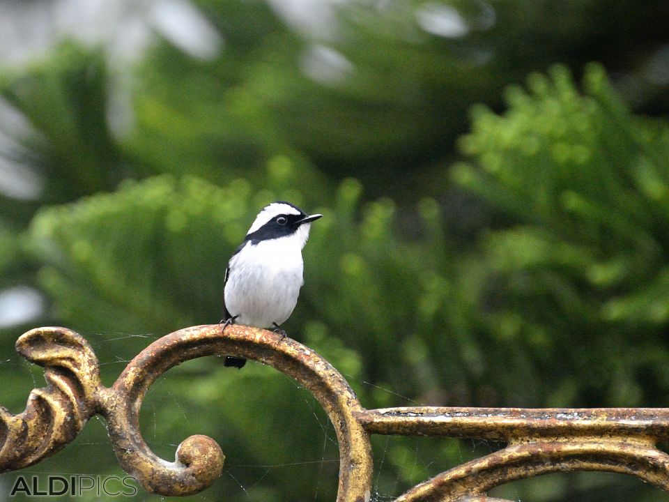 Птички в Фрейзърс Хил