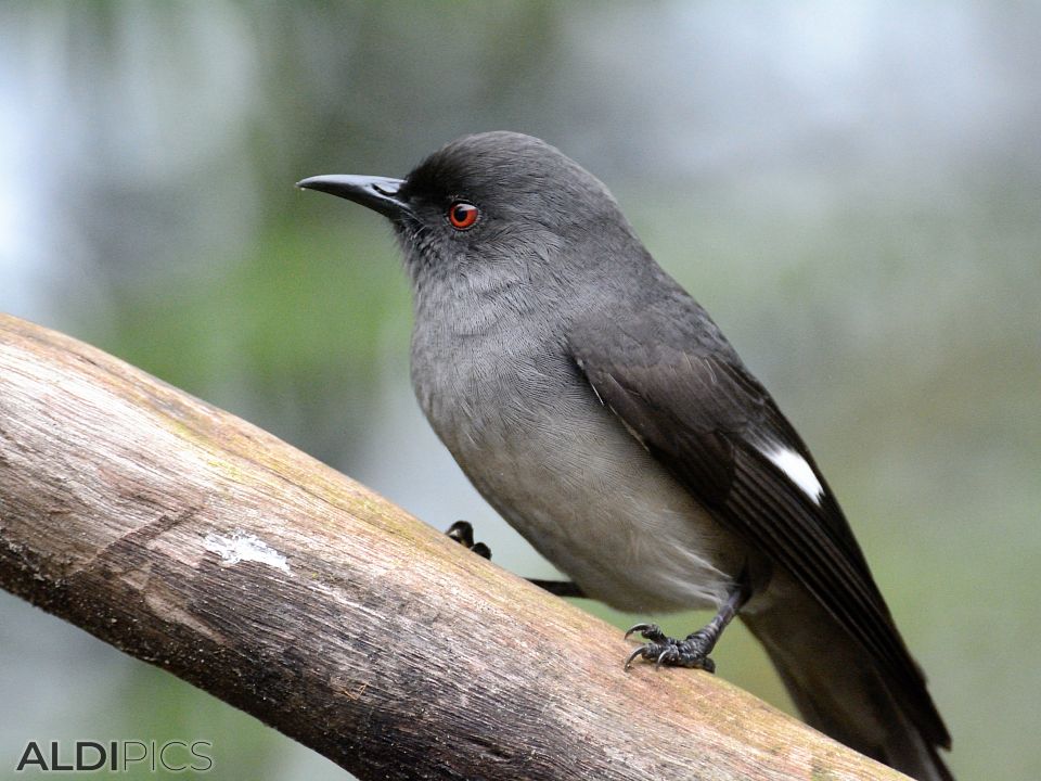 Birds in Fraser's Hill