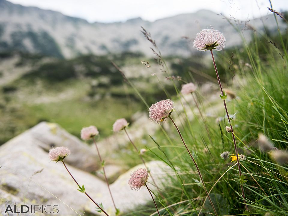 Flowers near the Popovo lake