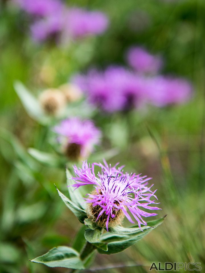 Flowers near the Popovo lake