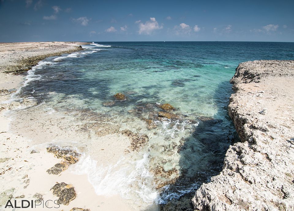 Coast of Aruba