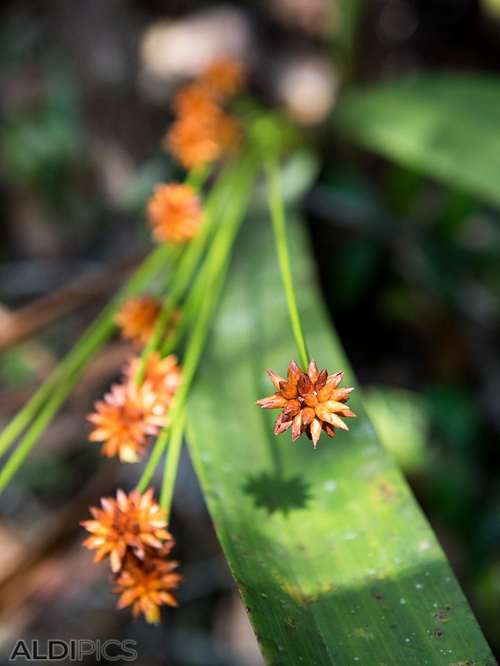 Beautiful flowers along the path