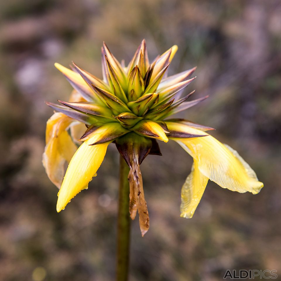 Flowers at the base of the mountain