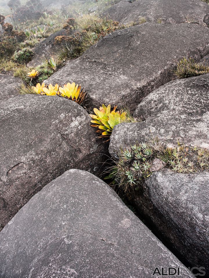 Roraima - the strangest mountain
