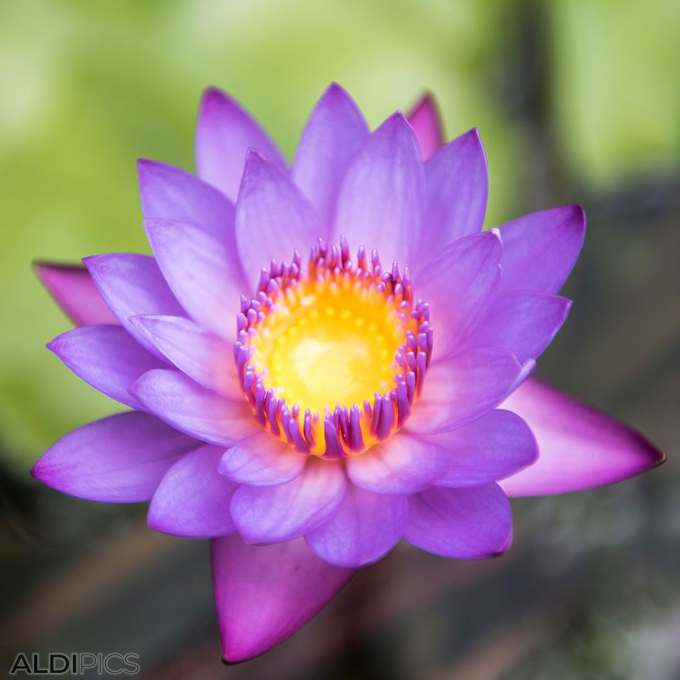 Lotus