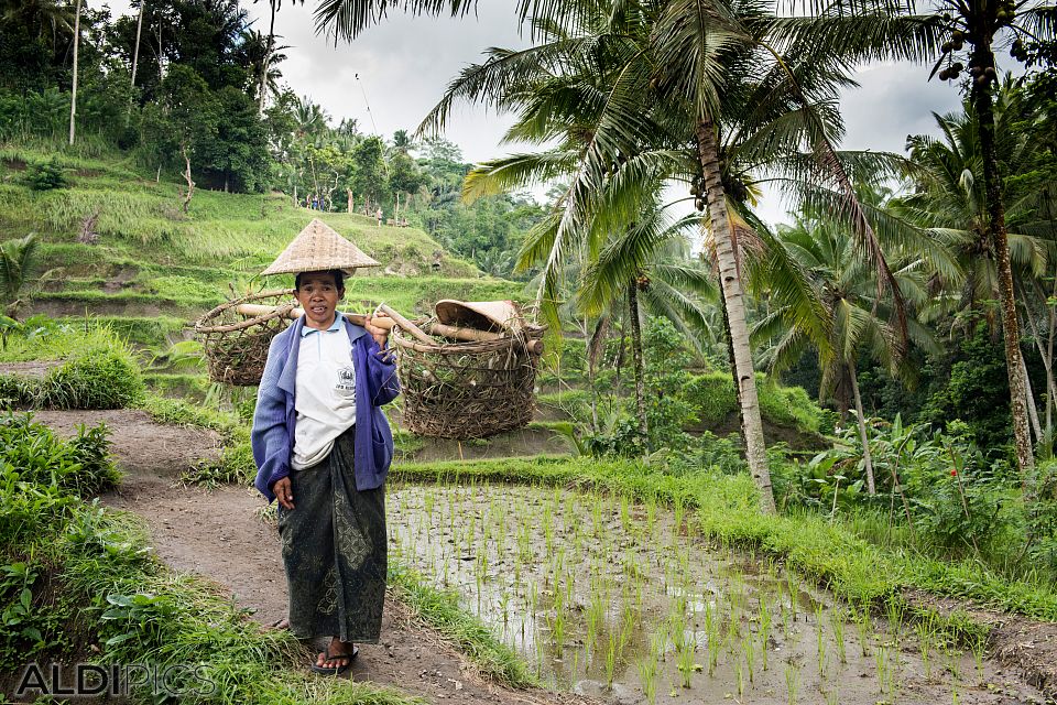 Rice terraces, Tegalalang