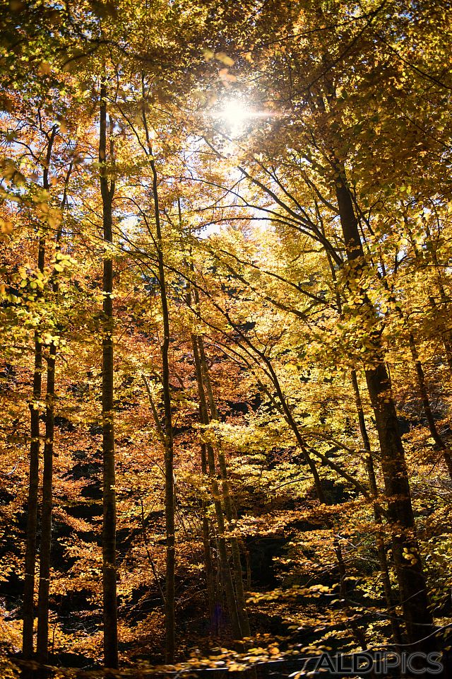 Есен в Родопите