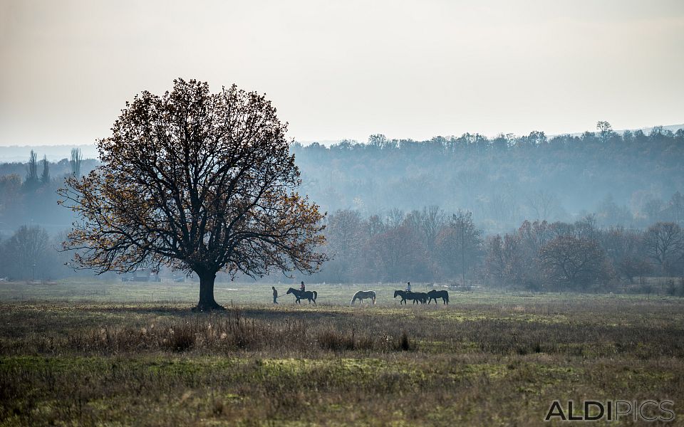 Autumn Fields