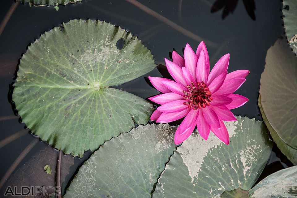 Beautiful flowers in Laos