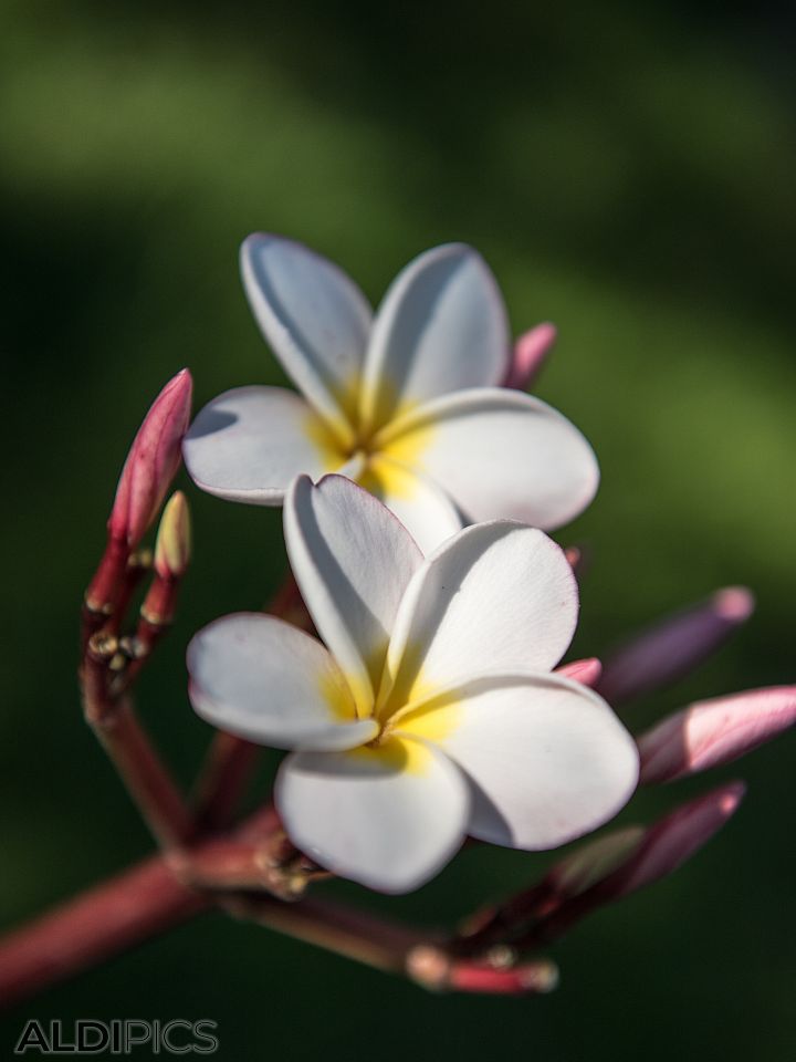Plumeria - the national flower of Laos