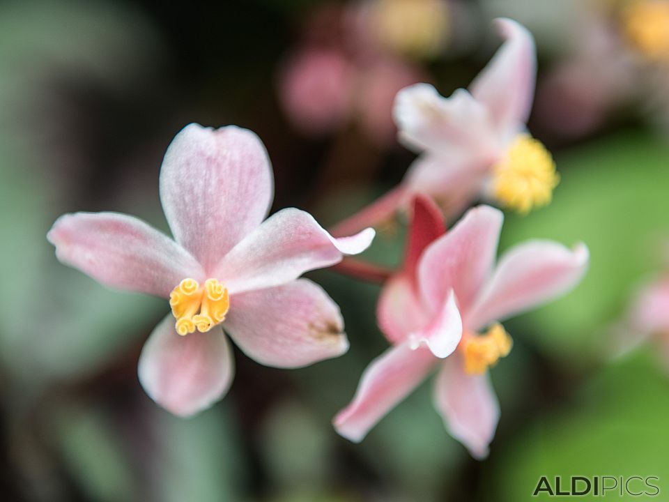 Botanical garden in Singapore